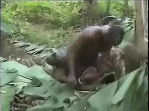 Горячий грязный грубый жесткий африканский трах в джунглях !! 19 мин.